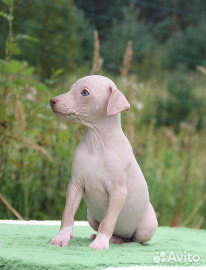 Агт, американский голый терьер