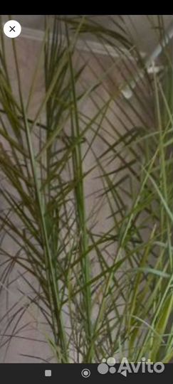 Большая Финиковая пальма