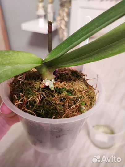 Орхидея фаленопсис Miki Witch 467