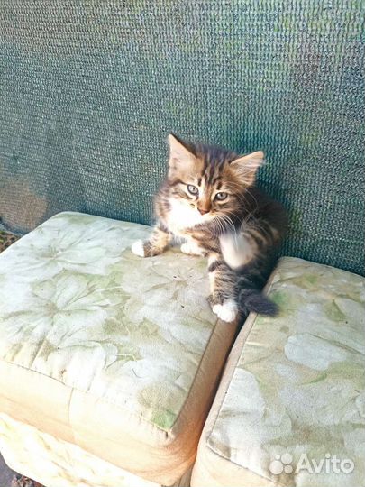 Кошка в дар
