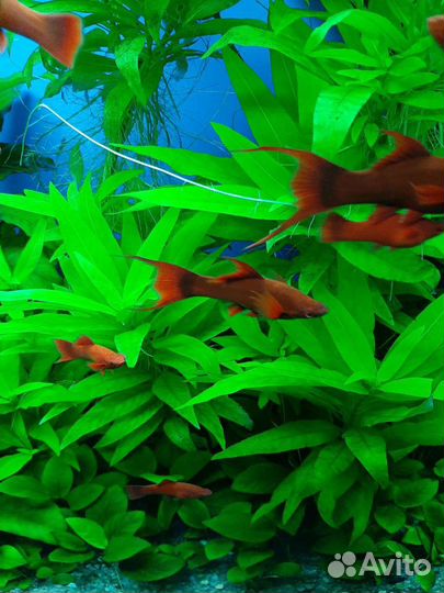 Лимонник. Аквариумные растения