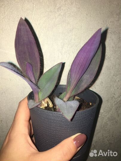 Традесканция