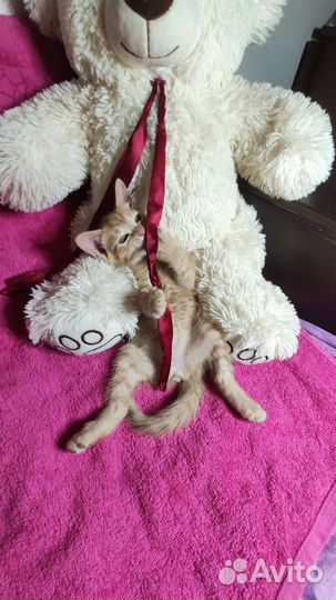 Котята рыжие бесплатно