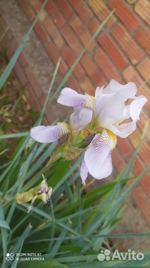 Ирисы бородатые