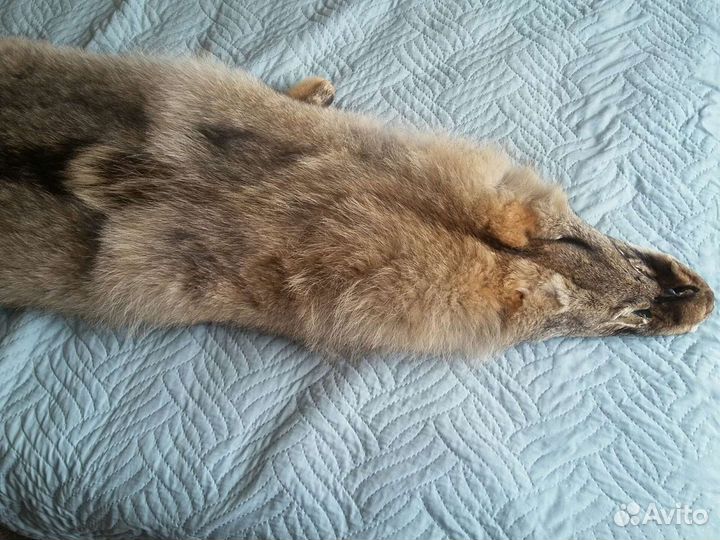 Шкура волка