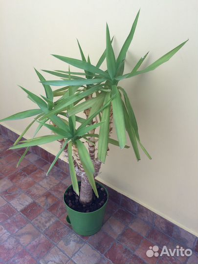 Пальма Юкка слоновая 4 ствола 65 см (с горшком)