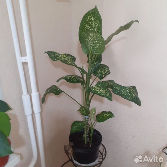 Диффенбахия