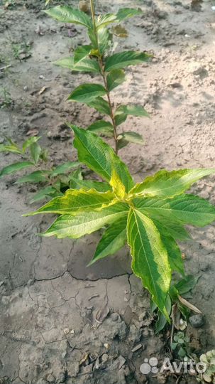 Растния для сада