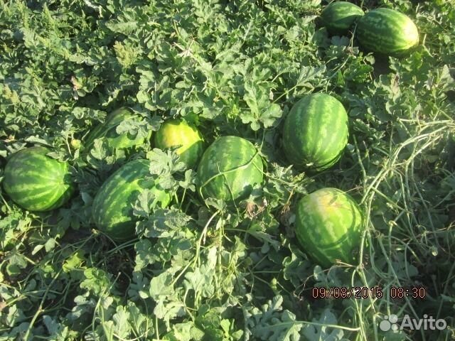 Продам семена арбуза