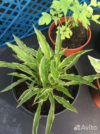 Цветы для сада