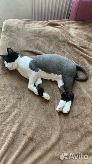 Стрижка кошек