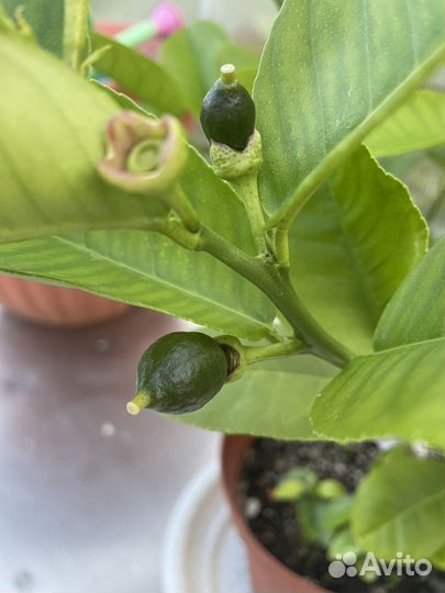 Мандарин Уншиу, микроцитрус Эреморанж