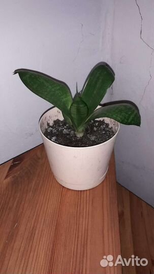 Комнатные цветы