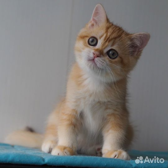 Британские золотые котята