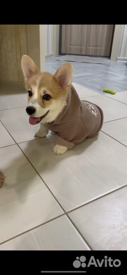 Кофта для собаки