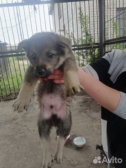 Щенки ищут дом или приют