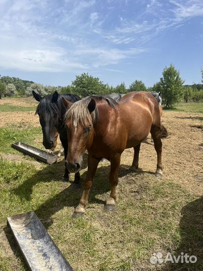 Жеребец полутяж