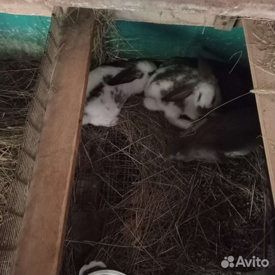 Кролики великаны