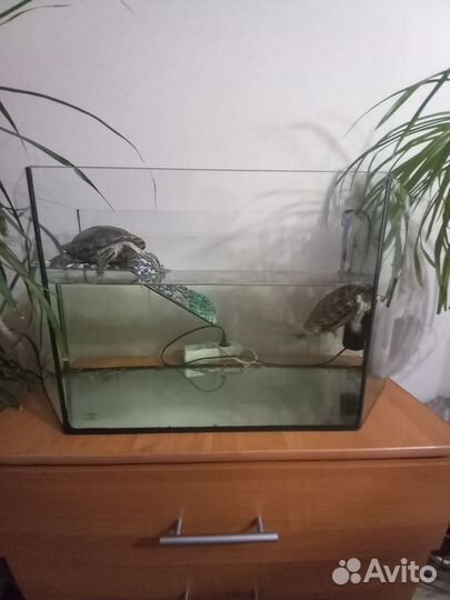 Аквариум для черепах