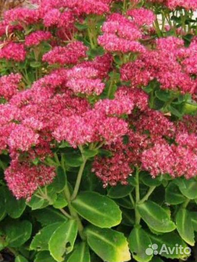 Цветы многолетники