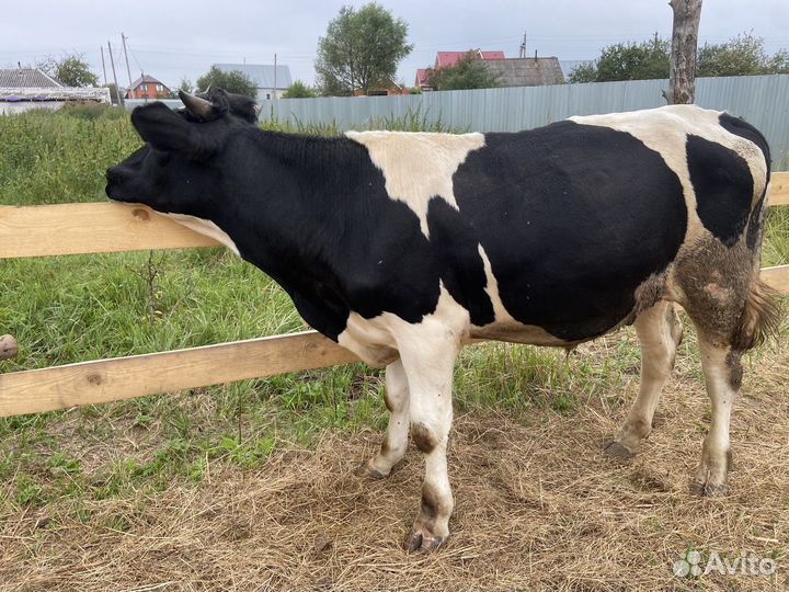 Бычек и телка