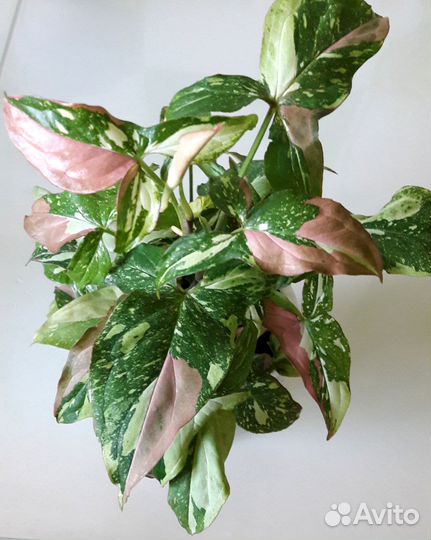 Сингониум ред спот триколор