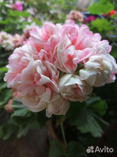 Пеларгония герань срезы