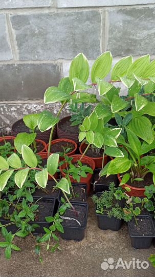 Купена, очиток, борвинок