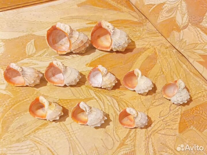 Ракушки из Анапы