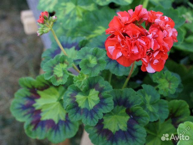 ‘Stella Vernante’ – Pelargoniafeber.no – salg av pelargonstiklinger Foto 16