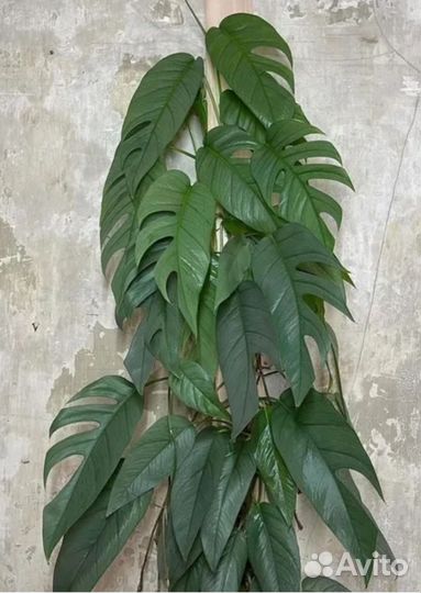 Эпипремнум Себу блю