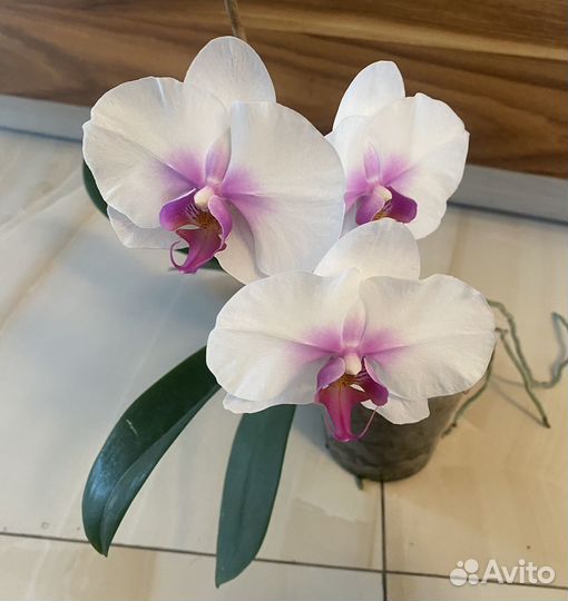 Орхидея фаленопсис размер цветка 9,5 см