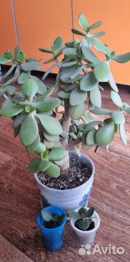 Толстянка детки