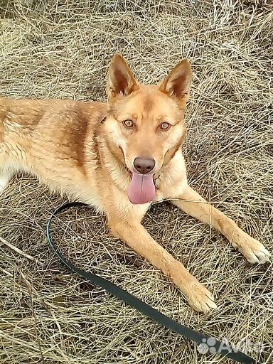 Янтарная Кассандра