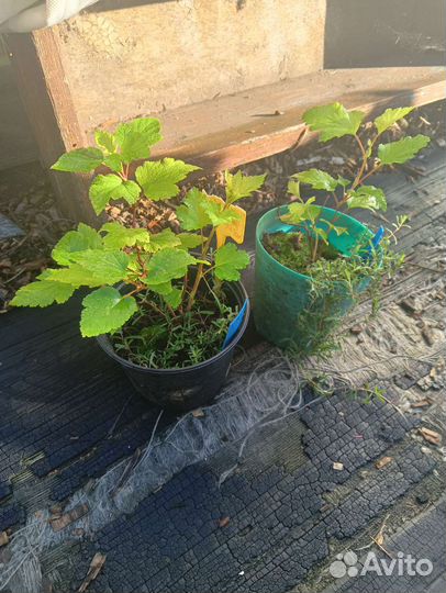 Ива Хакуро Нишики, Пузыреплодник