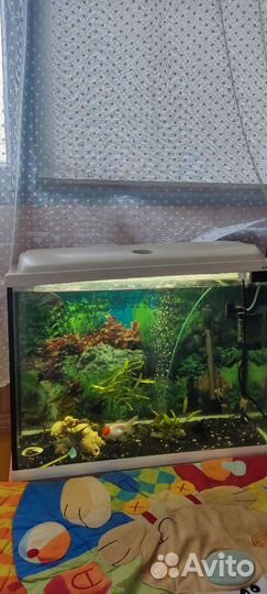 Аквариумные рыбки цихлиды