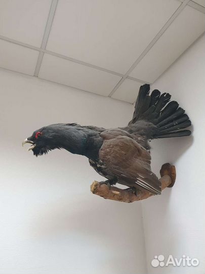 Чучело глухаря