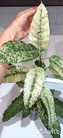 Фикус Нью клон