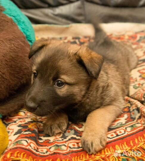 Щенки в добрые руки