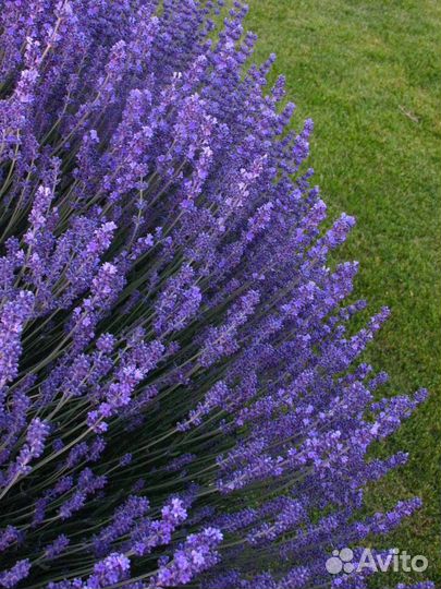 Лаванда