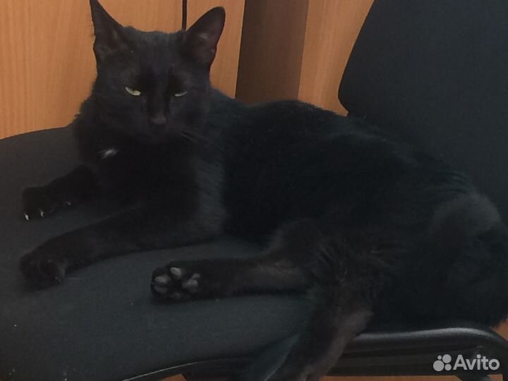 Кошечка ищет хозяина