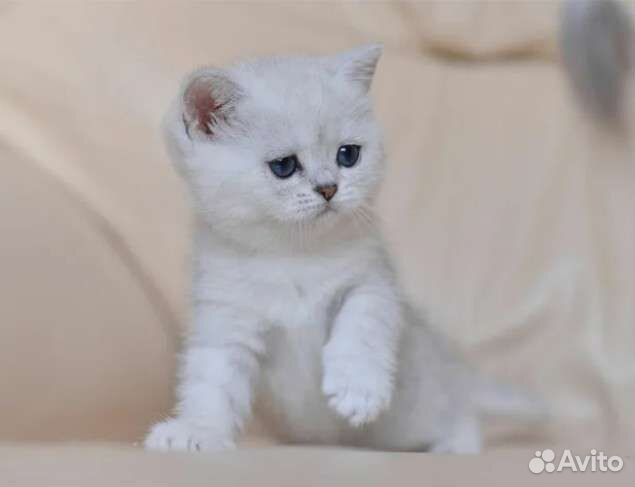 Клубные Британцы королевская серебристая шиншилла