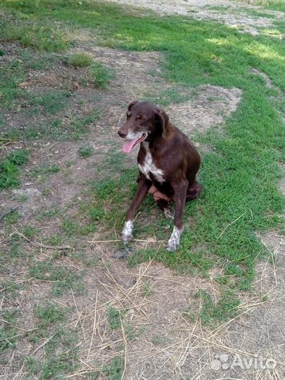 Щенки Курцхаар