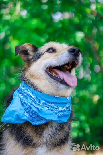 Собака в добрые руки отдам бесплатно