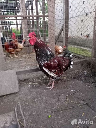 Куры петухи