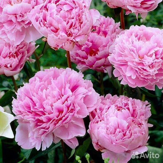 Саженцы пиона Сара Бернар