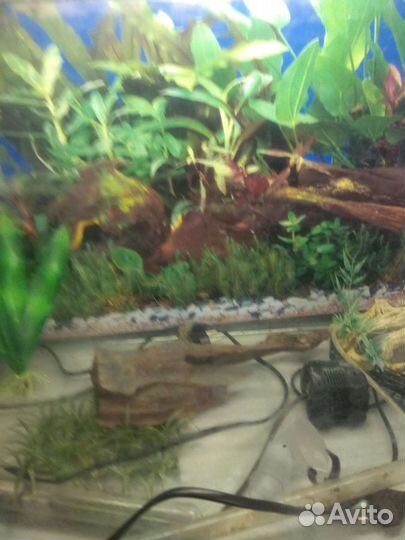 Аквариум
