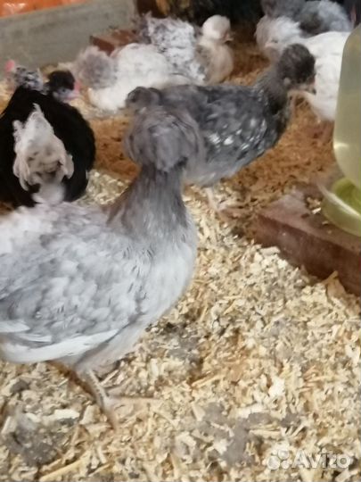 Цыплята мясояичной породы