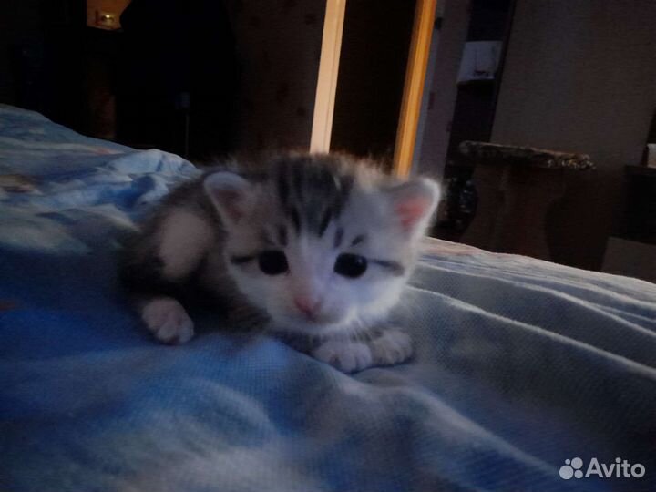 Кошка в дар