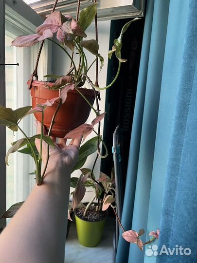 Сингониум pink neon